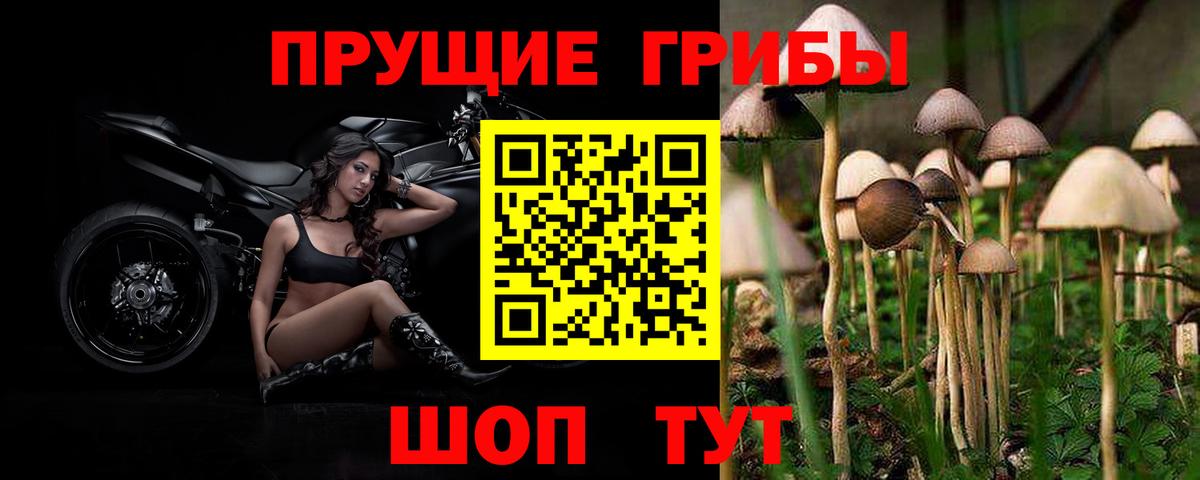 Псилоцибиновые грибы Psilocybine cubensis Белово